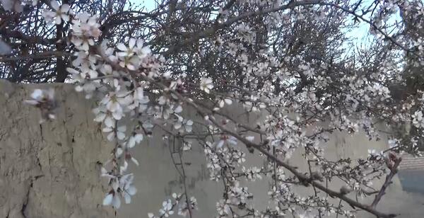 عکس شکوفه زدن درخت