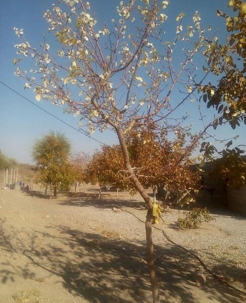 عکس شکوفه زدن درخت