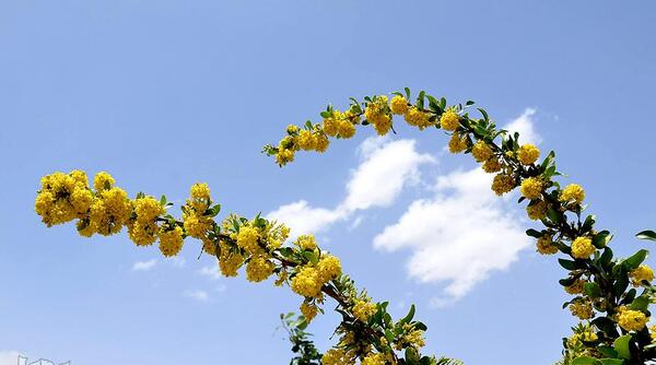 عکس شکوفه زرشک