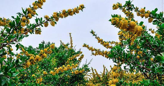 عکس شکوفه زرشک
