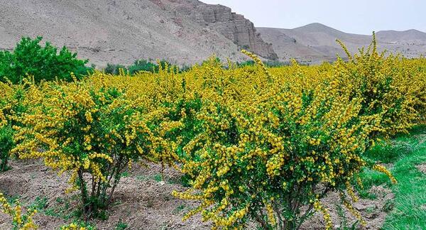 عکس شکوفه زرشک