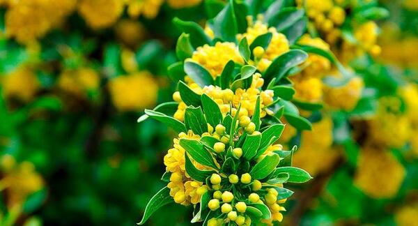 عکس شکوفه زرشک