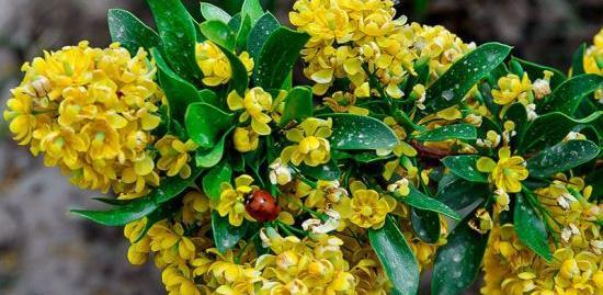 عکس شکوفه زرشک