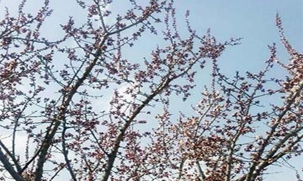 عکس شکوفه زمستانی