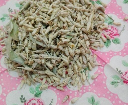 عکس شکوفه سنجد
