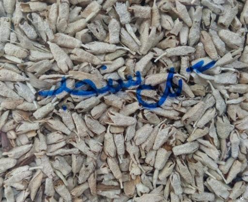 عکس شکوفه سنجد