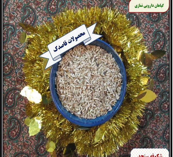 عکس شکوفه سنجد