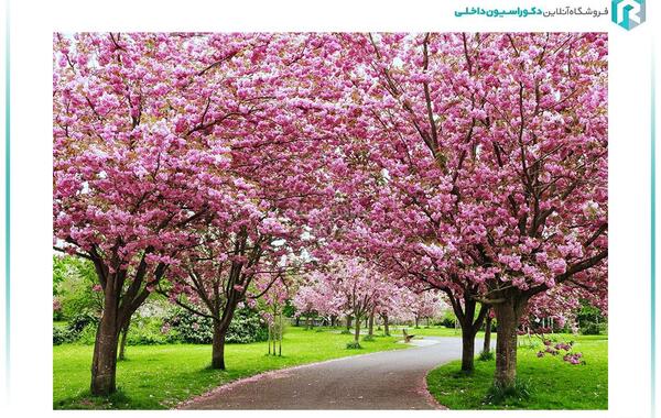 عکس شکوفه سه بعدی