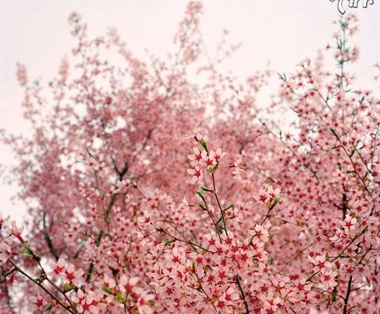 عکس شکوفه های صورتی