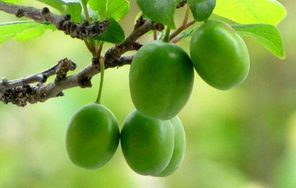 عکس شکوفه گوجه سبز