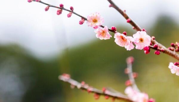 عکس شکوفه گوجه سبز