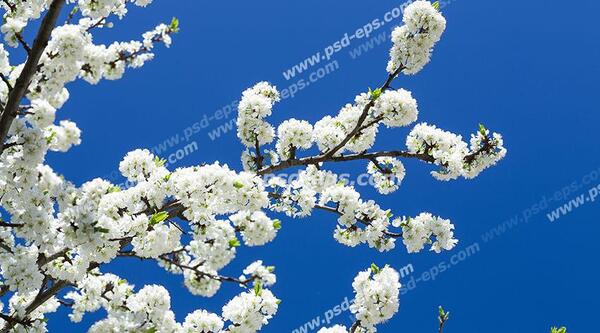 عکس شکوفه گوجه سبز