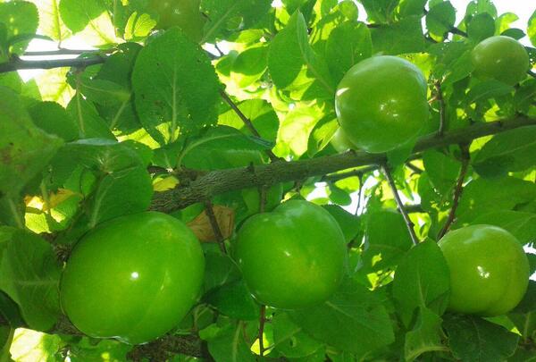 عکس شکوفه گوجه سبز
