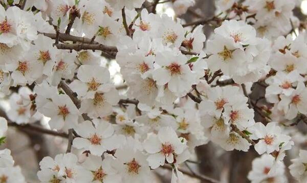 عکس شکوفه میوه ها
