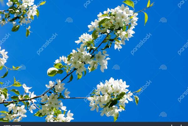 عکس شکوفه میوه ها