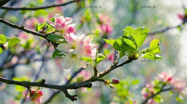عکس شکوفه میوه ها