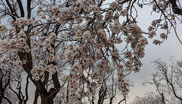 عکس شکوفه محمدی
