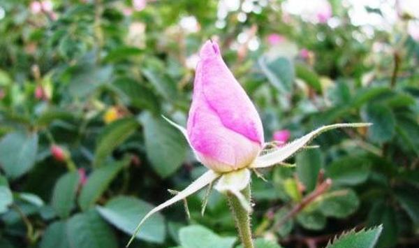 عکس شکوفه محمدی