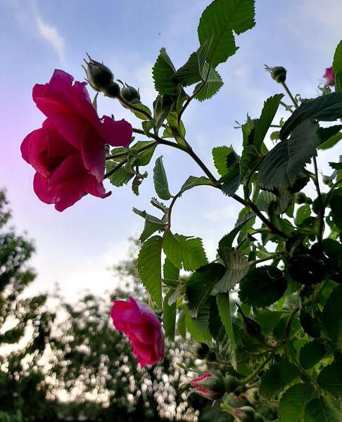 عکس شکوفه محمدی