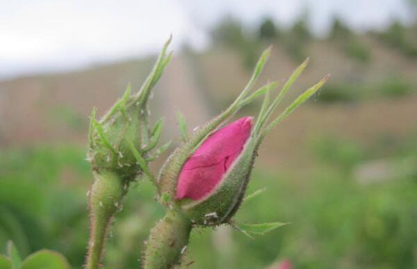 عکس شکوفه محمدی