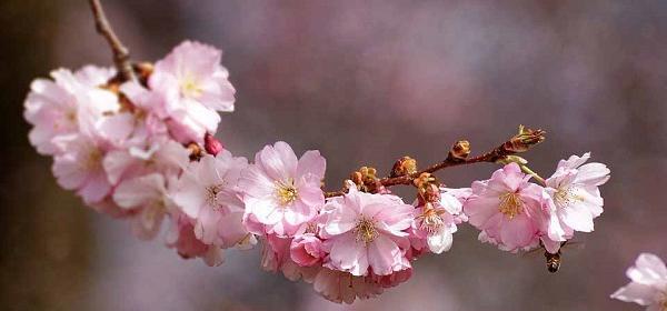 عکس شکوفه میوه