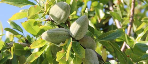 عکس شکوفه میوه