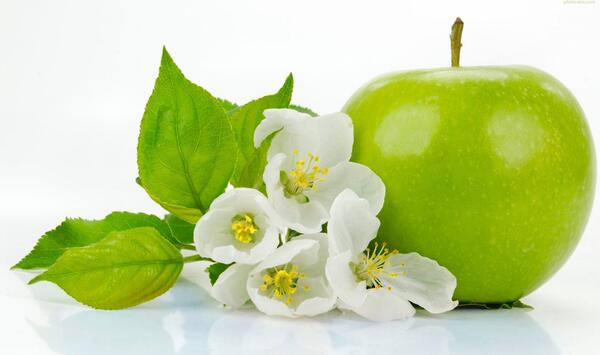 عکس شکوفه میوه