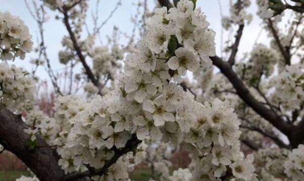 عکس شکوفه میوه