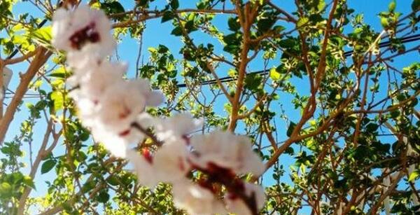 عکس شکوفه نقده