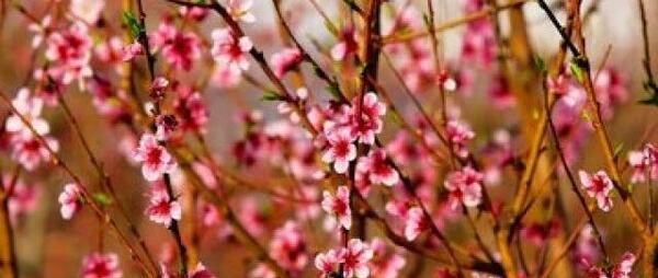 عکس شکوفه نقده