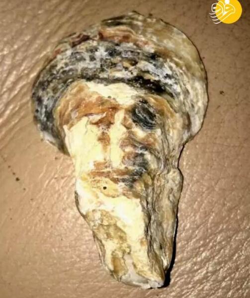 عکس صدف تیغ دار