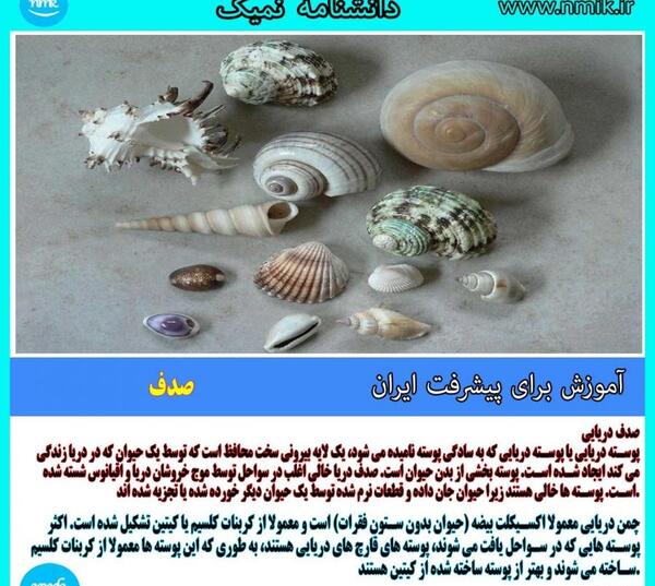 عکس صدف دریایی زنده