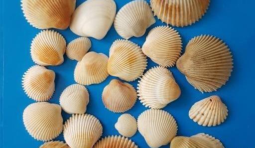 عکس صدف رضایی