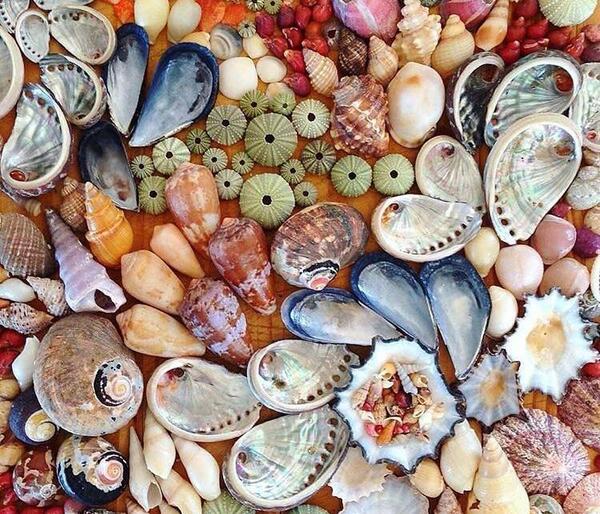 عکس صدف گوش ماهی
