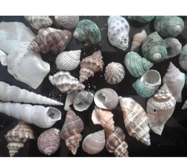 عکس صدف گوش ماهی