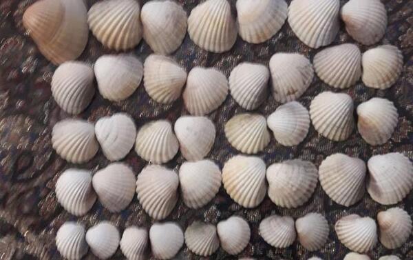 عکس صدف گوش ماهی