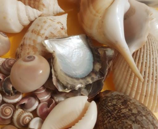 عکس صدف گوش ماهی
