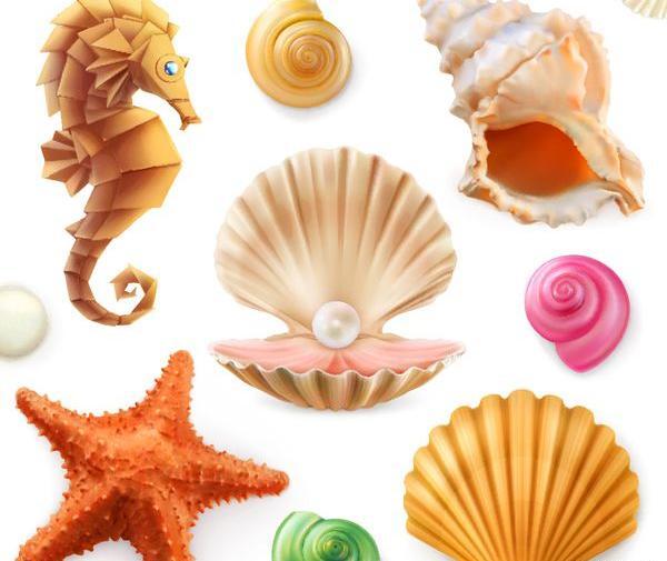 عکس صدف گوشتخوار