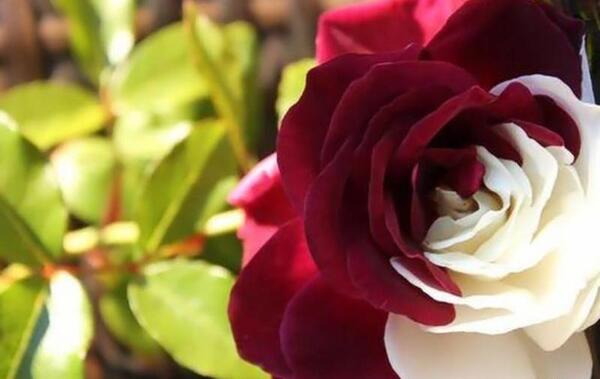 عکس گل زیبا برای واتساپ