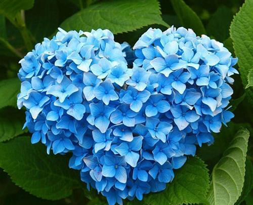 عکس گلهای زیبا برای واتساپ