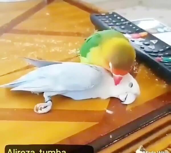 عکس جدید عروس هلندی مرده