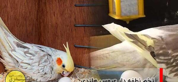 عکس جدید عروس هلندی مرده
