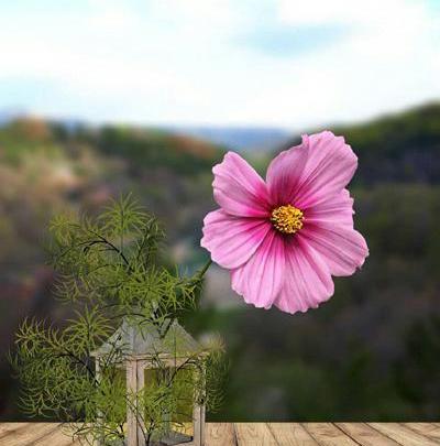 عکس های زیبا i