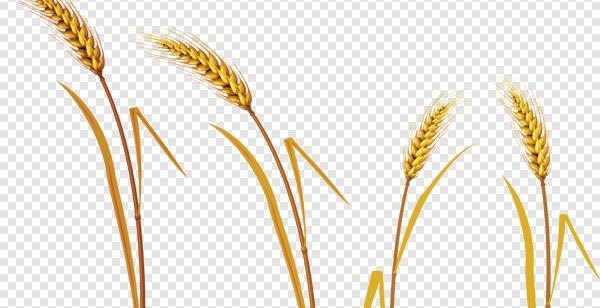 عکس های png با کیفیت