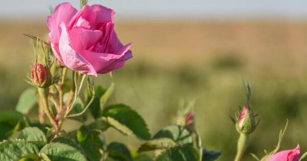 عکس جدید ثریا گل محمدی