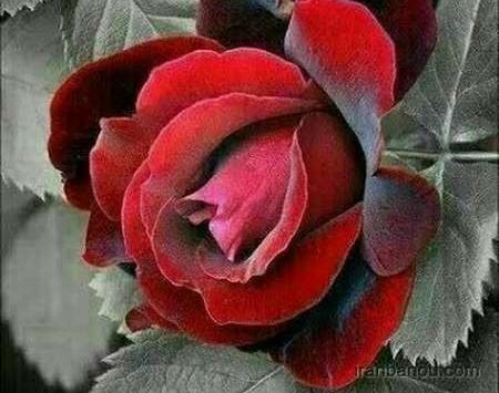 عکس پروفایل جدید a
