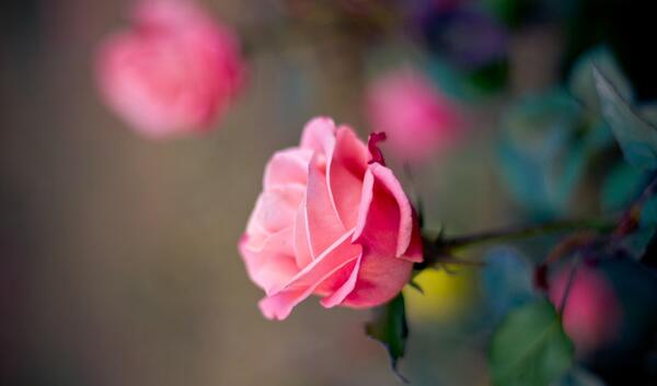 عکس جدید rose