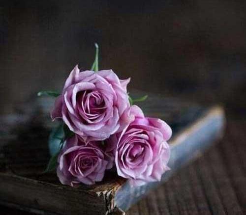 عکس اینستا گل