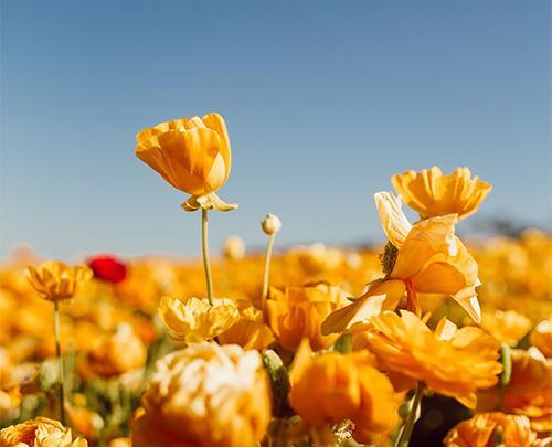 عکس پروفایل اینستاگرام طبیعت