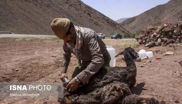 عکس ارشا اقدسی سنگسری